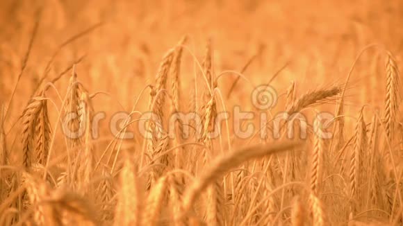 黄金熟大麦全麦视频的预览图