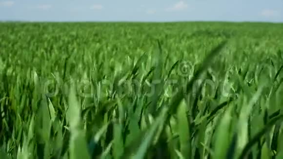 草地背景滑块运动小麦田视频的预览图