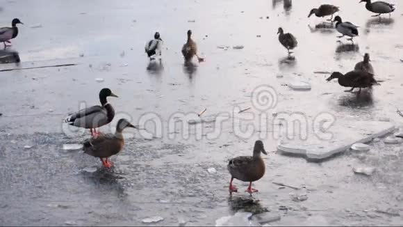 饥饿的鸭子站在浮冰上视频的预览图