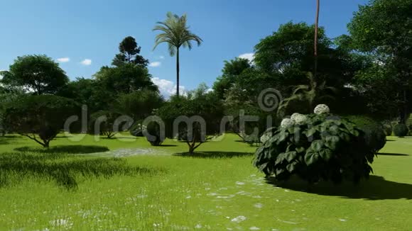 阳光下花园里美丽的热带植物视频的预览图