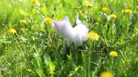 白小猫和他的母猫视频的预览图