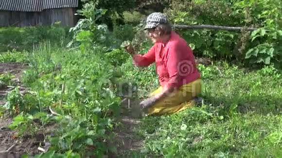农夫奶奶女人除草吃草莓植物视频的预览图