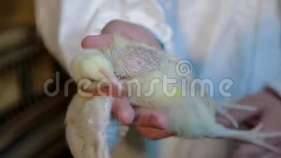 在养鸡场工作的兽医视频的预览图