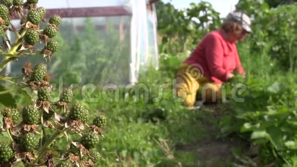 蓝莓种植和农民妇女除草草莓植物视频的预览图