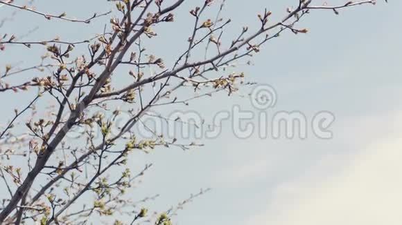 第一个春天温柔的叶子花蕾和树枝视频的预览图