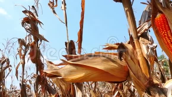 在田野上合上黄色的干玉米潘照相机视频的预览图