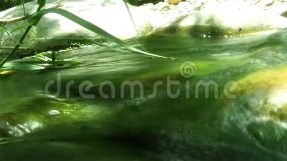 淡水流与苔藓的时间流逝视频的预览图