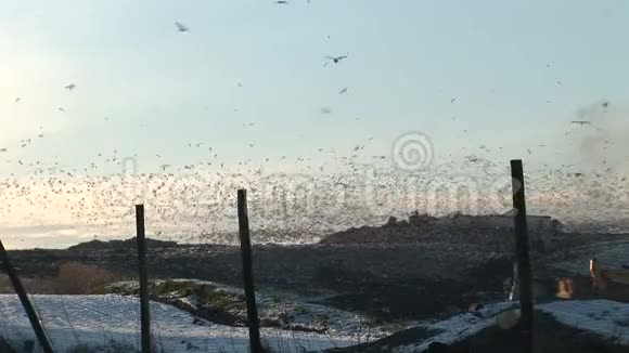 成千上万只海鸥在冬天飞过垃圾桶视频的预览图