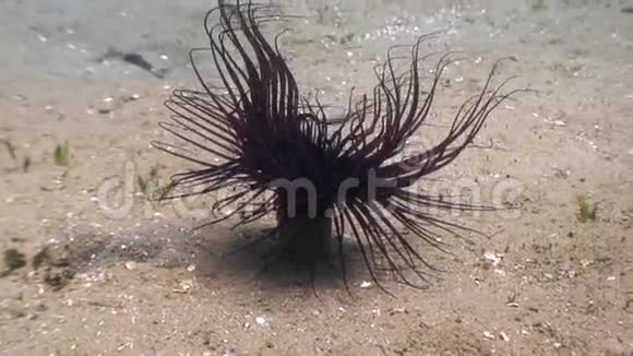 菲律宾野生动物海洋水下海葵视频的预览图