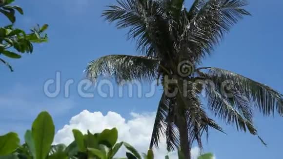 天空背景下椰子树的顶端视频的预览图
