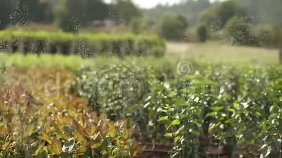 种植植物全景花园中心植物滴灌特写视频的预览图