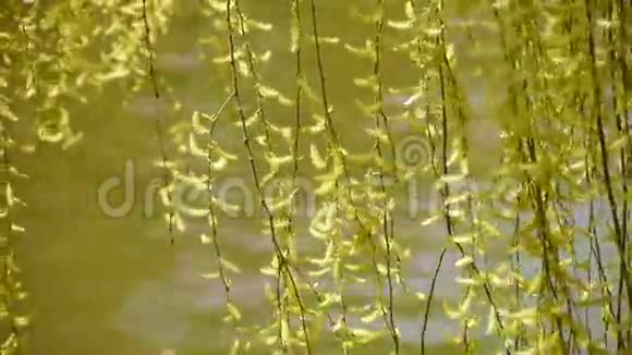 茂密的柳树在波光粼粼的湖面上游客在水上游船视频的预览图