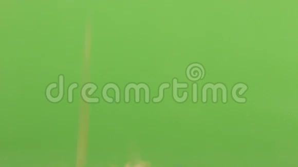 一堆大麦落在绿色的屏幕上视频的预览图