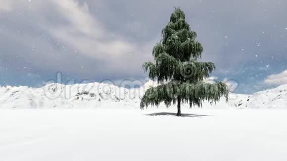冬天的大单云杉视频的预览图
