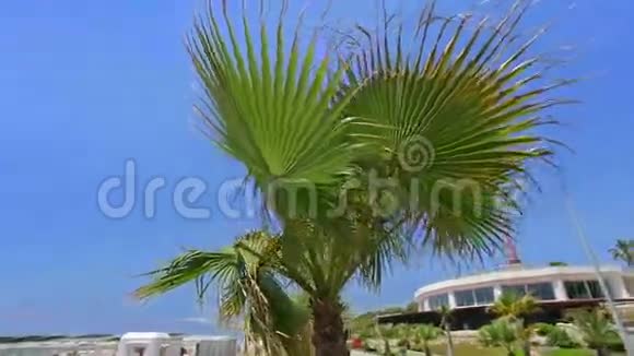 南方的棕榈树视频的预览图