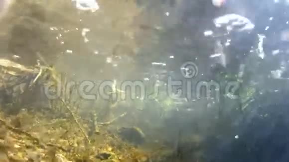 水下景观与阳光视频的预览图
