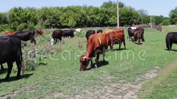 夏天奶牛在村庄的牧场上放牧视频的预览图