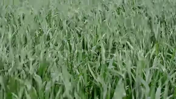 绿色的小麦种在风中视频的预览图