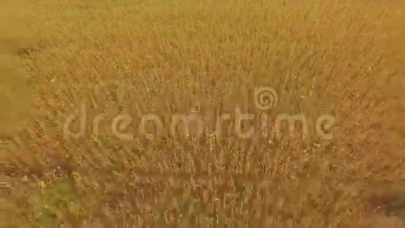 大豆或麦田在美丽的4k分辨率的空中拍摄视频的预览图