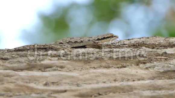 热带雨林中树上的蜥蜴视频的预览图