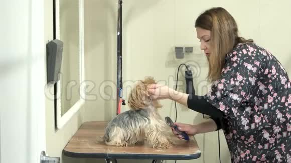 女狗美容师在工作视频的预览图