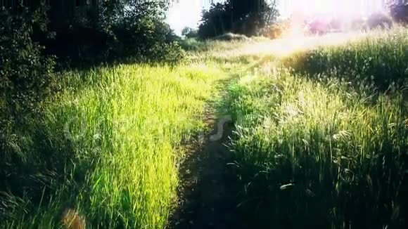 在明亮的乡村小径上奔跑视频的预览图