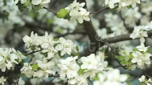 苹果树在春天盛开自然觉醒水果园在开花视频的预览图
