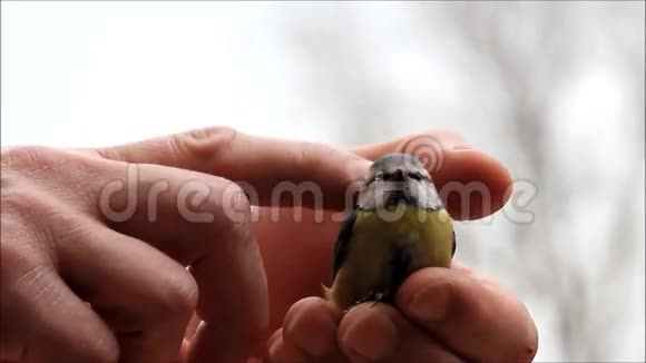 抚摸一只野生小鸟视频的预览图