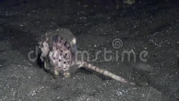 在菲律宾海洋水下的一个贝壳中的癌症隐士视频的预览图