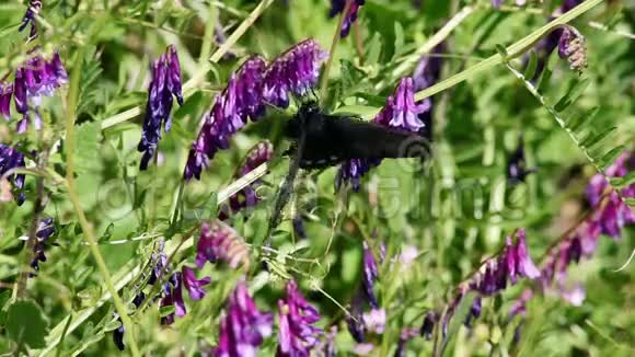 慢动作黑蝴蝶飞过紫色的卢平花视频的预览图