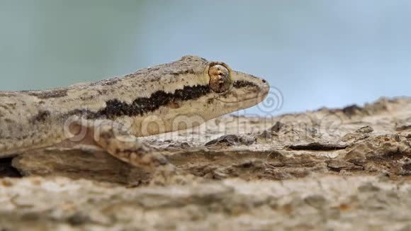 热带雨林中树上的蜥蜴视频的预览图