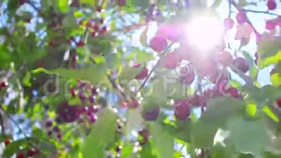 阳光透过成熟樱桃的树枝照耀在蓝天的背景上视频的预览图