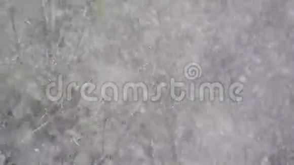 降雪在树背景上视频的预览图
