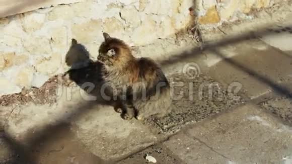无家可归的大猫视频的预览图