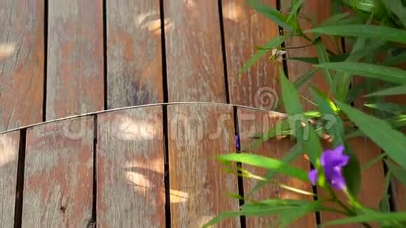 园林中弯曲切割木甲板视频视频的预览图