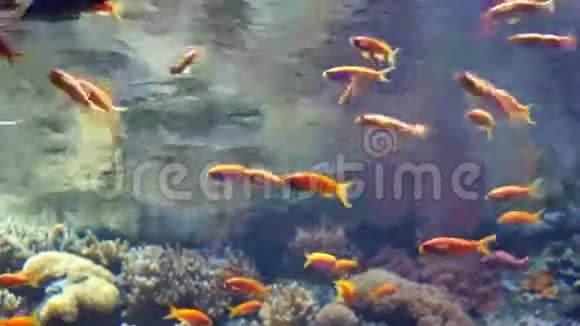 五颜六色的水族馆五颜六色的鱼游泳视频的预览图
