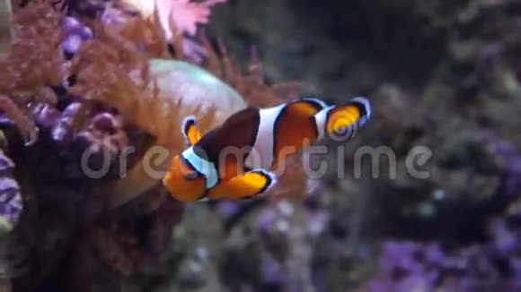 小丑鱼小丑鱼在活珊瑚中嬉戏视频的预览图