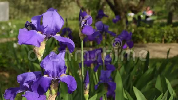 在意大利著名的佛罗伦萨花园里紫色的虹膜随风而动4KUHD视频镜头静态摄像机视频的预览图