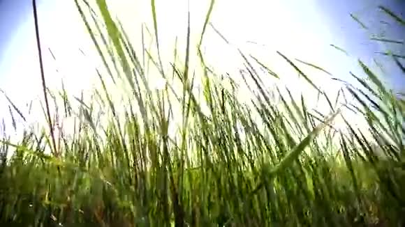 有太阳耀斑的沼泽中的大型草叶视频的预览图