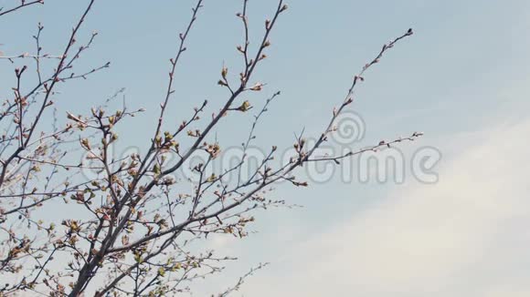 清晰天空背景上的树枝剪影视频的预览图