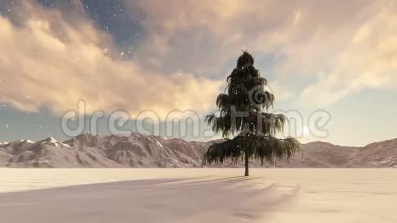 冬天的大单云杉视频的预览图