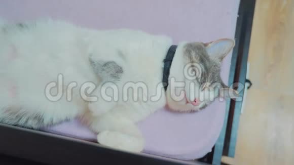 有趣的视频猫猫睡在床上睡在背上撅起了脚一只灰色的白猫躺在床上视频的预览图