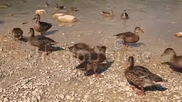 湖上野鸭野生动物视频的预览图