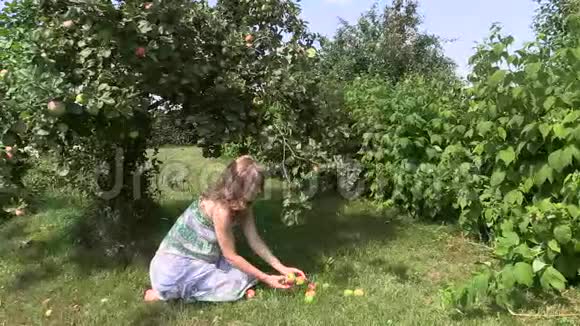 怀孕的女孩坐在苹果树下收集掉下来的苹果视频的预览图