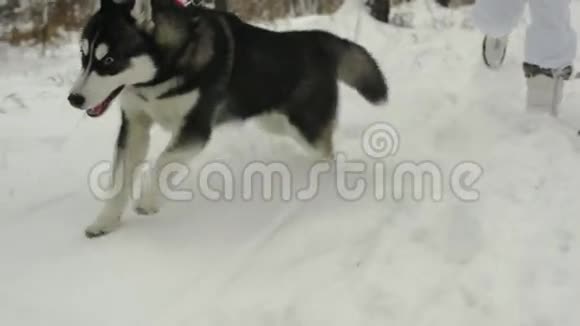 哈士奇犬种在冬天的公园里和情妇拼命奔跑视频的预览图