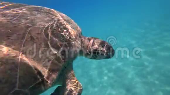 海龟在蓝色海水中游泳水生动物水下视频4K视频的预览图