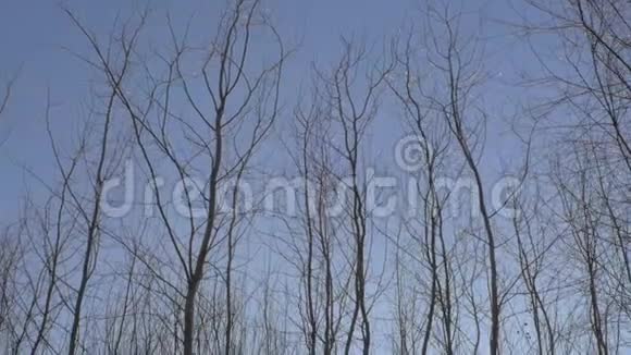 森林里的雪乡路视频的预览图