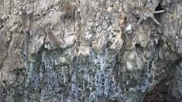 猴子在石岛上移动在清澈的绿松石海水之上视频的预览图