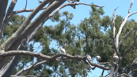 澳大利亚袋鼠岛的视频的预览图