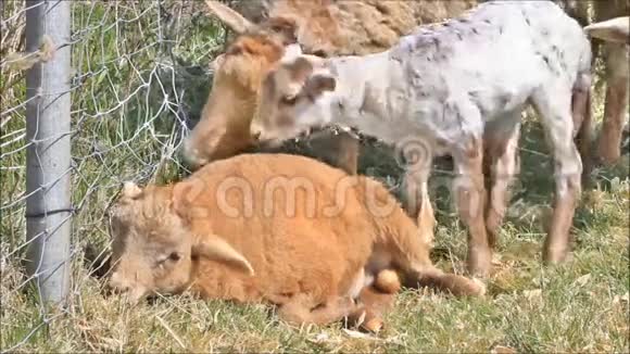 春天有两只羔羊和母羊视频的预览图